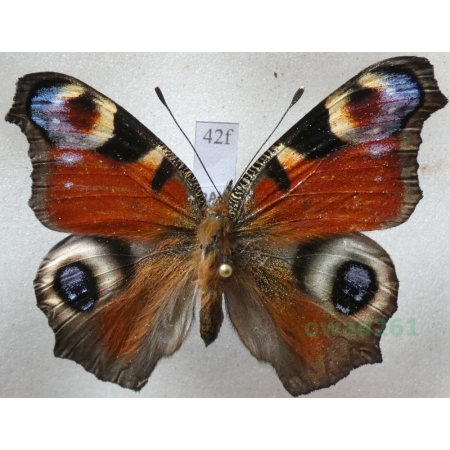 Aglais io (Linnaeus, 1758) Rusałka pawik Czech42f